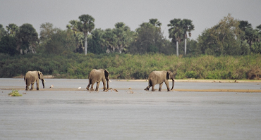3-days-selous-game-reserve